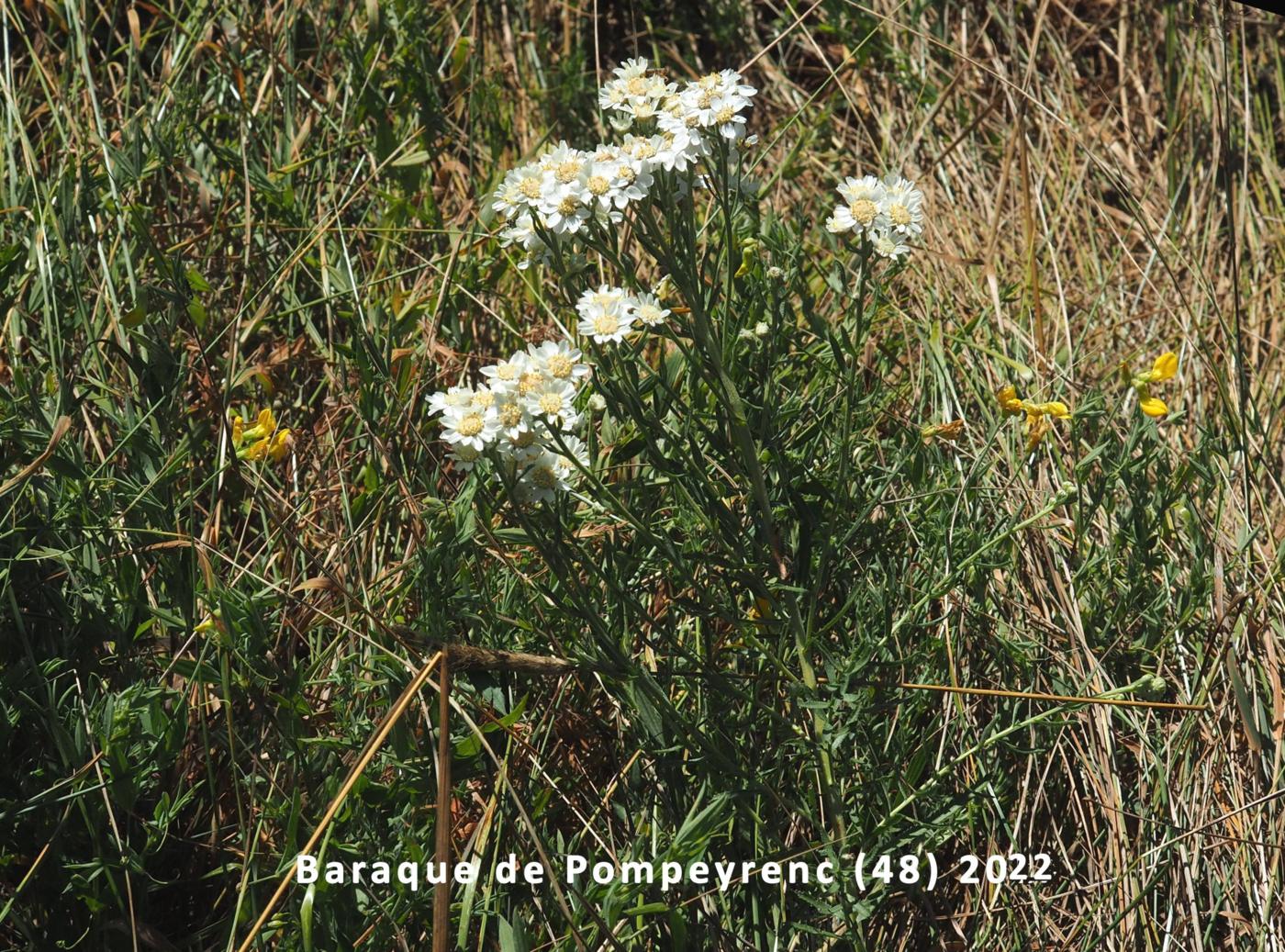 Sneezewort plant